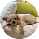 Kiyoe profile picture