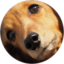 ハムスターゾウさん profile picture